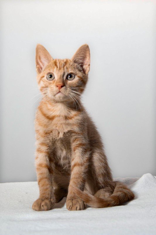 Dexter