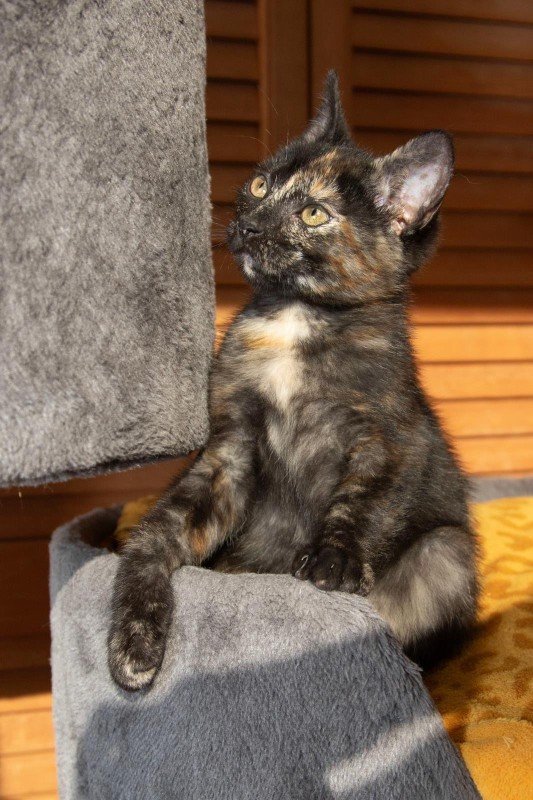 Bibi