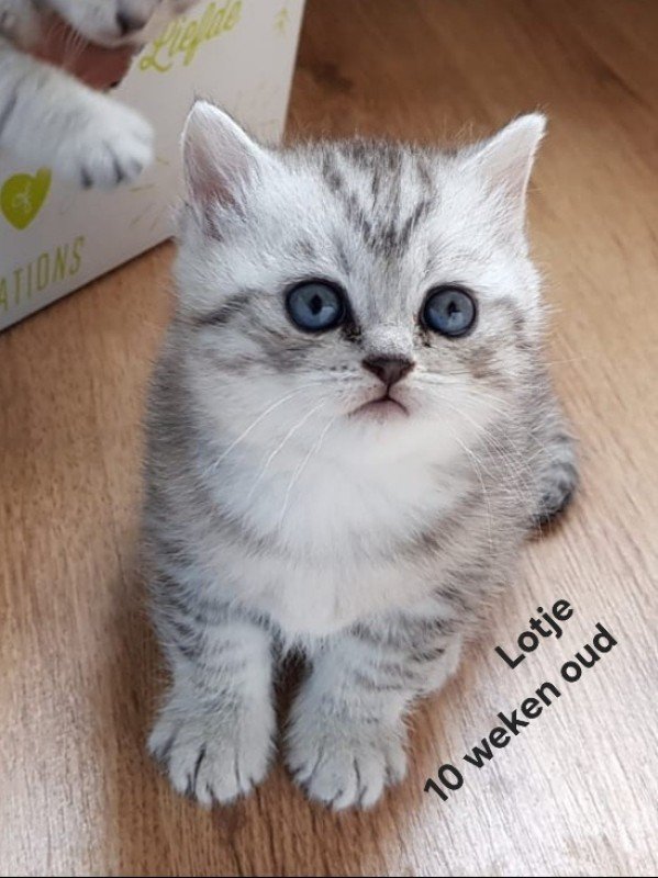 Lotje