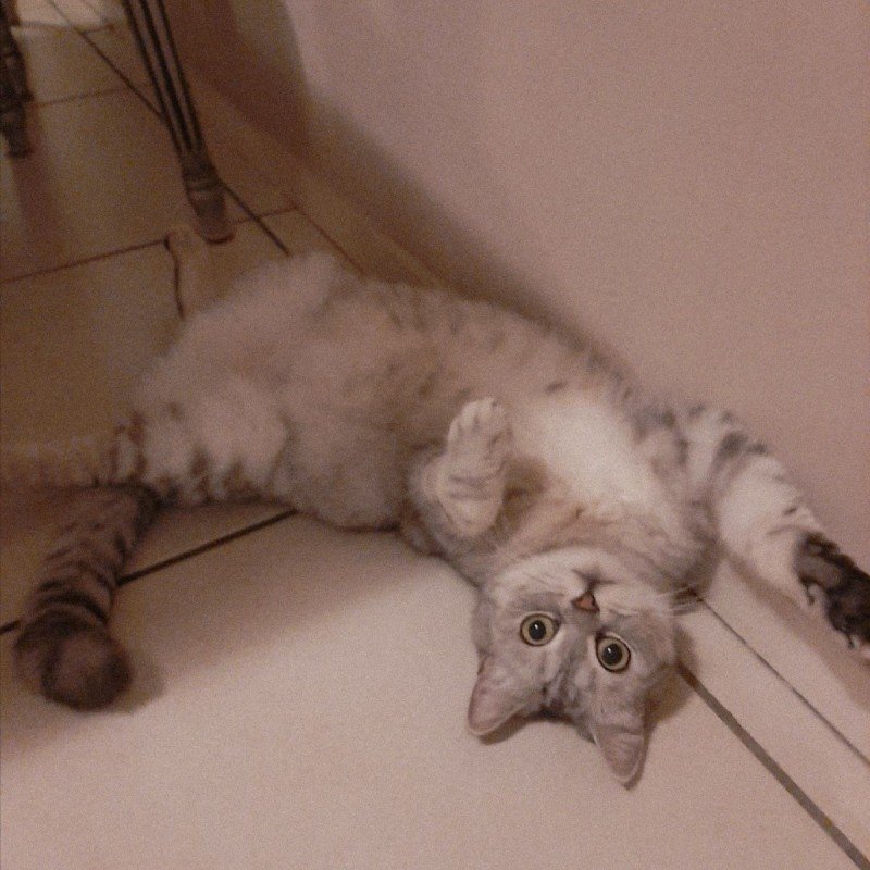 Lotje