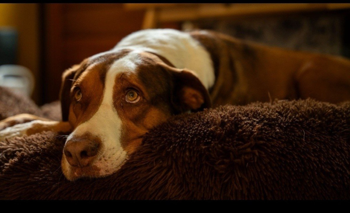 Milo