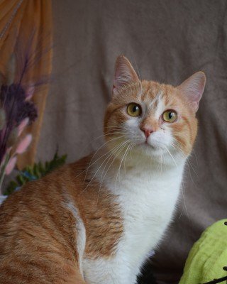 Mateo