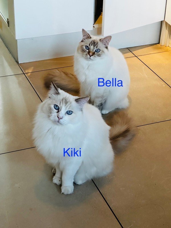 Bella