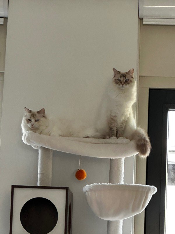 Bella