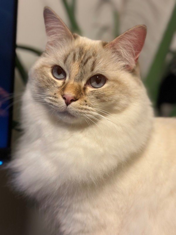 Bella