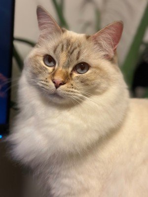 Bella