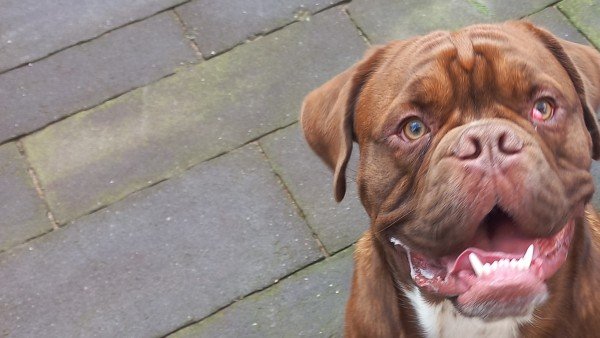 Joep