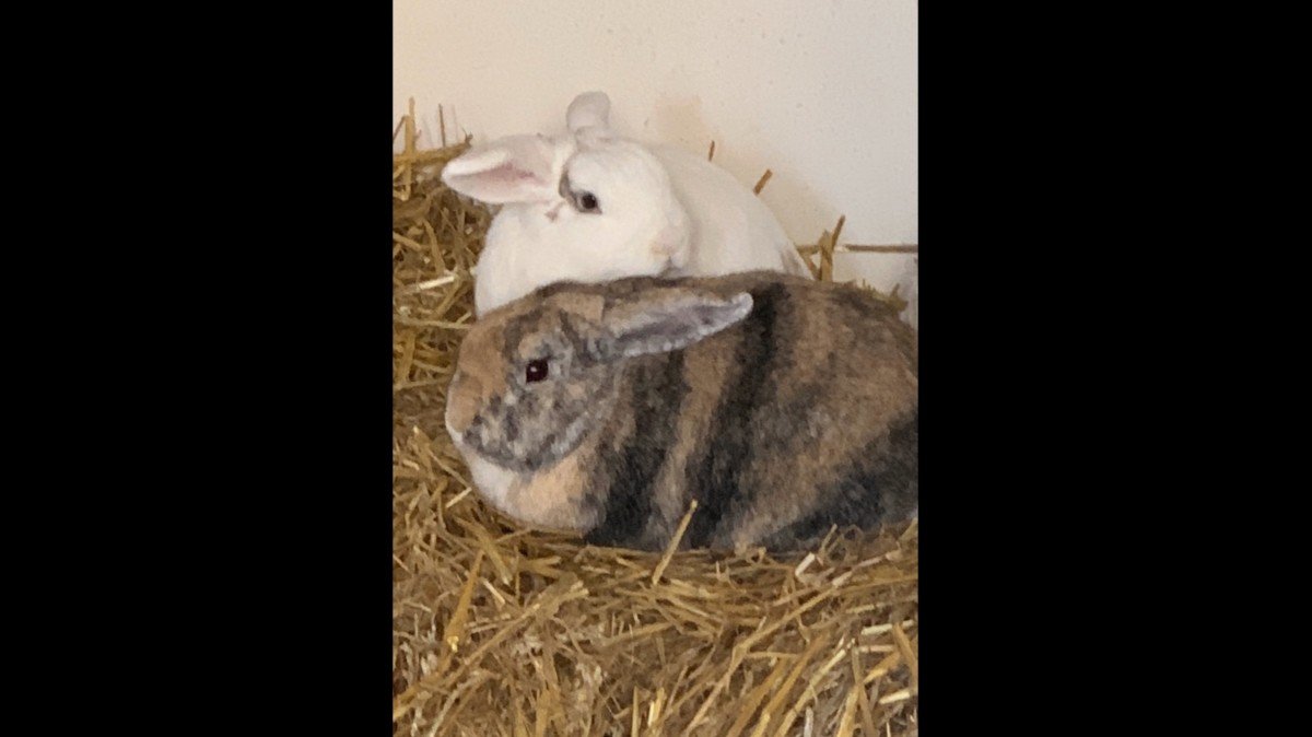 Floris (bruin)