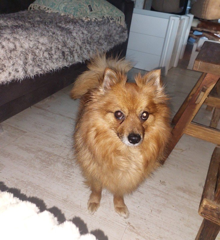 Lieve