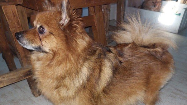 Lieve