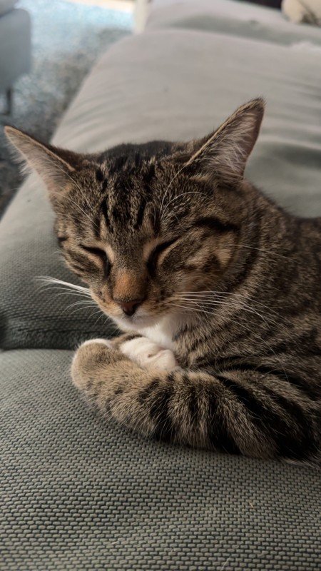 Pepita
