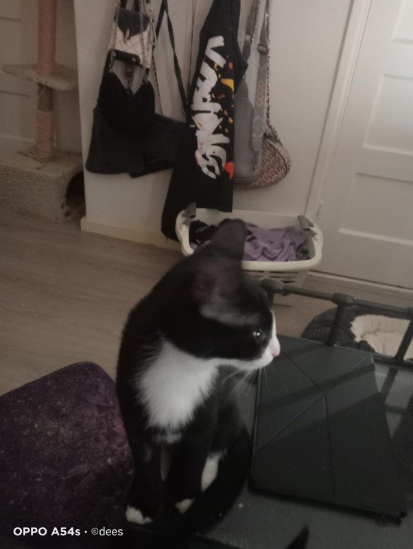 nina