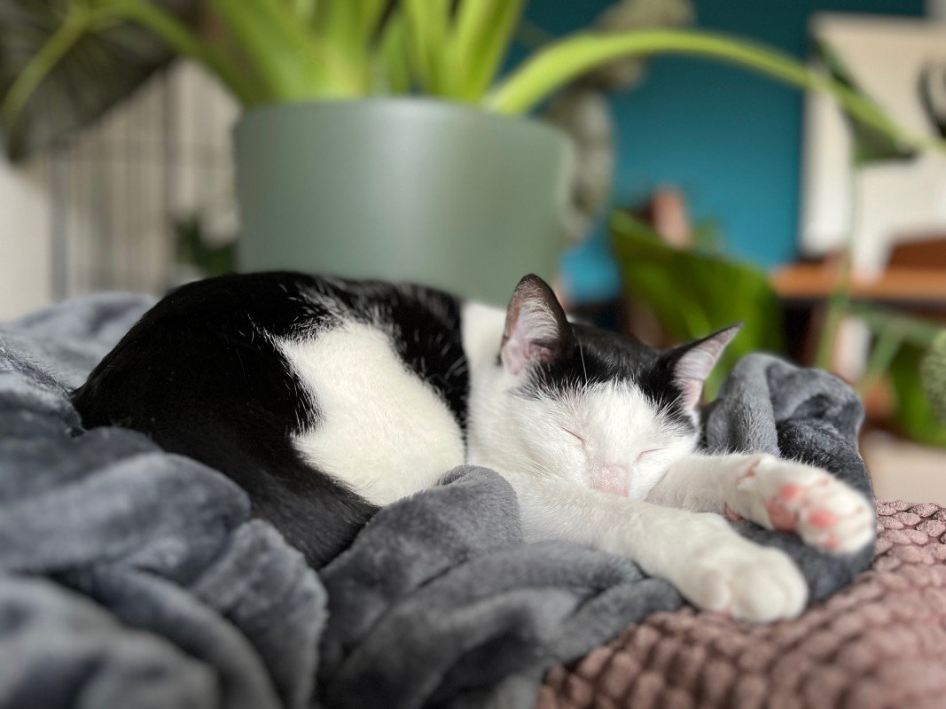 Binkie