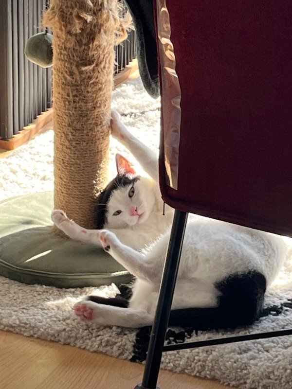 Binkie