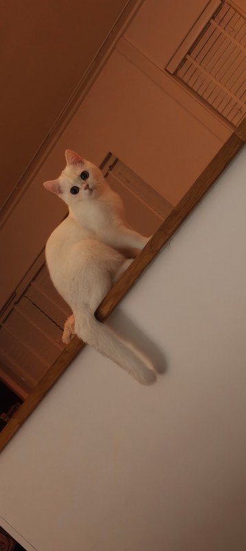 Yuki
