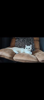 Yuki