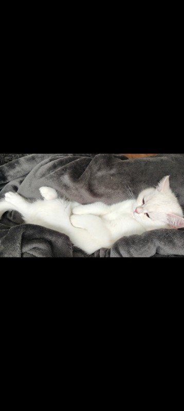Yuki