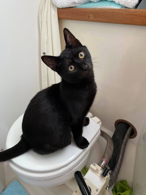 Finn