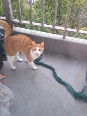 Simba