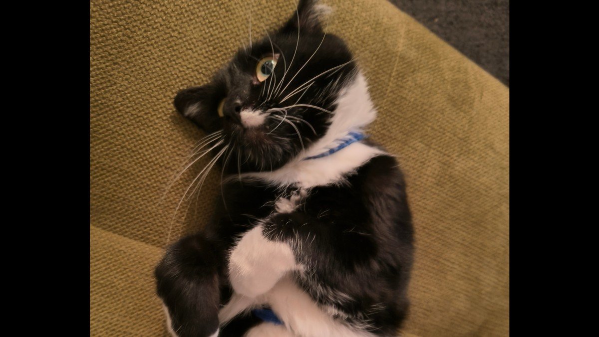 Gizmo