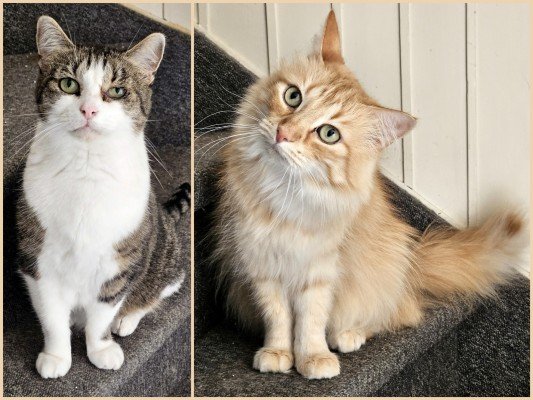 Gismo