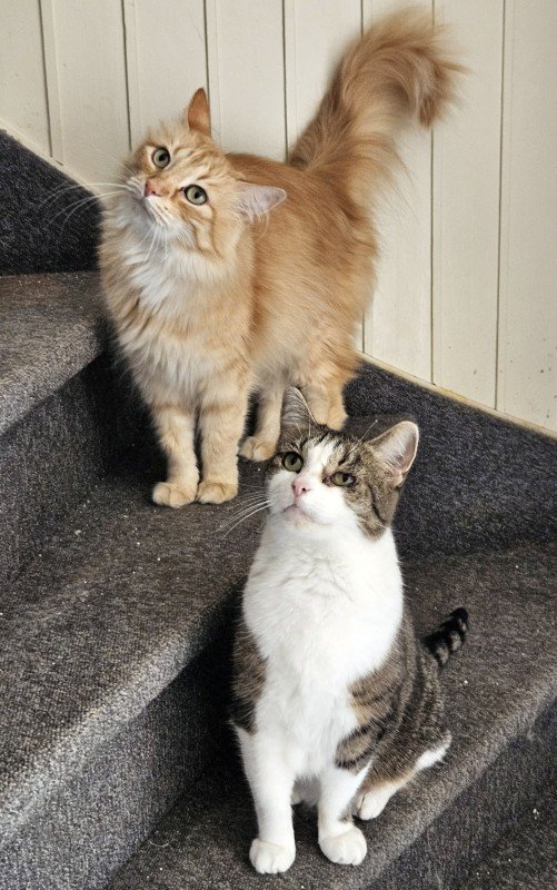 Gismo
