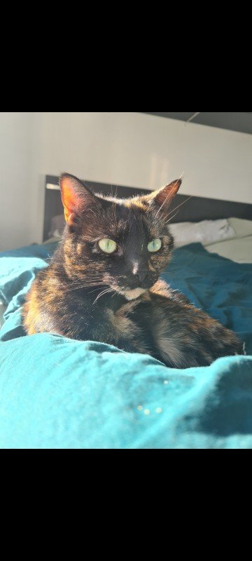 Mikkie