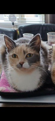 Sponsje