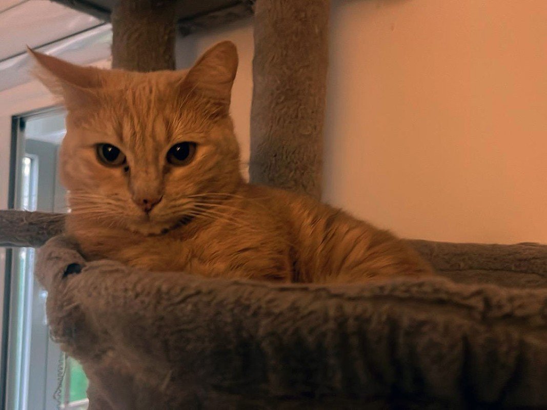 Ron