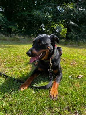 Nova