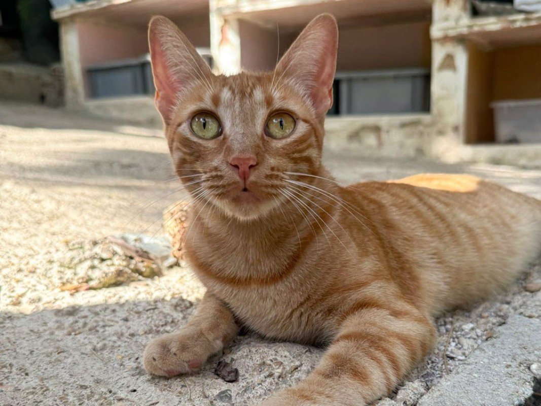 Clementina