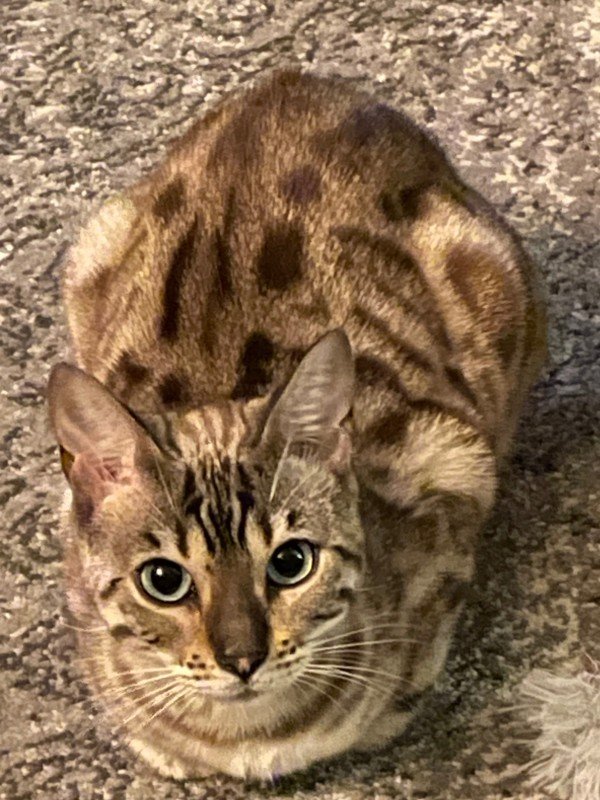 Pip