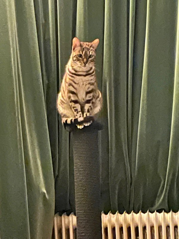 Pip