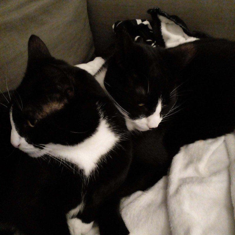 Gizzy en Doerak