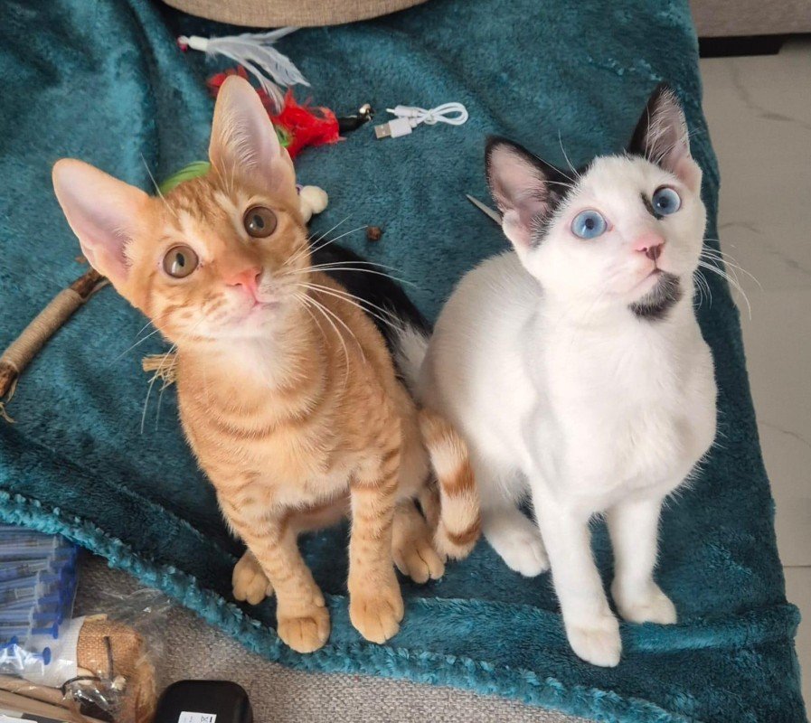 Simba