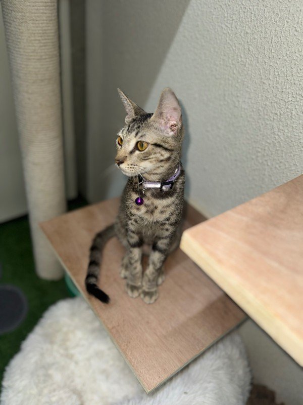 Milo