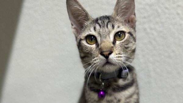 Milo