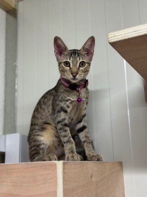 Dina