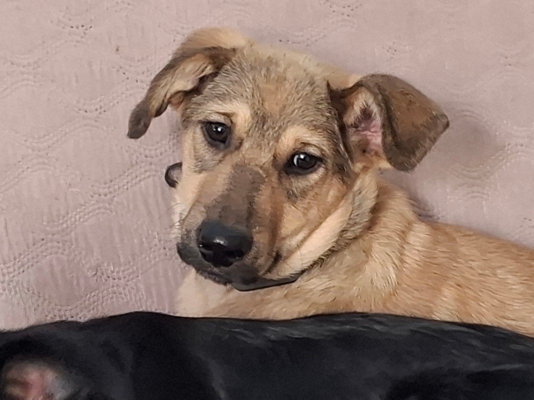 Donja