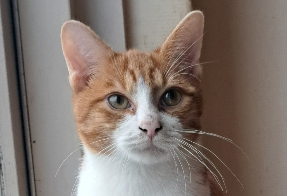 Sammy
