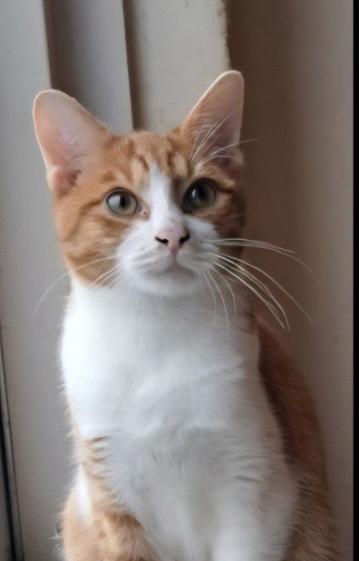 Sammy