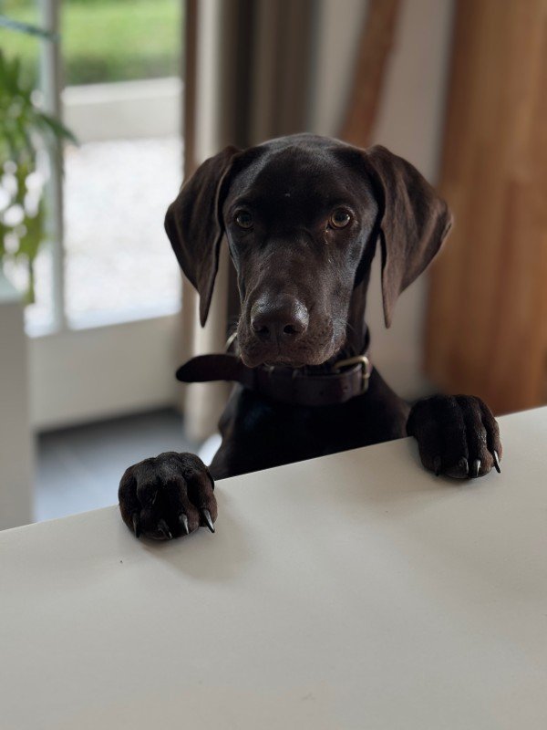 Bo