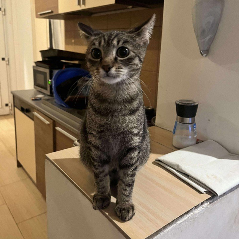 Mochi