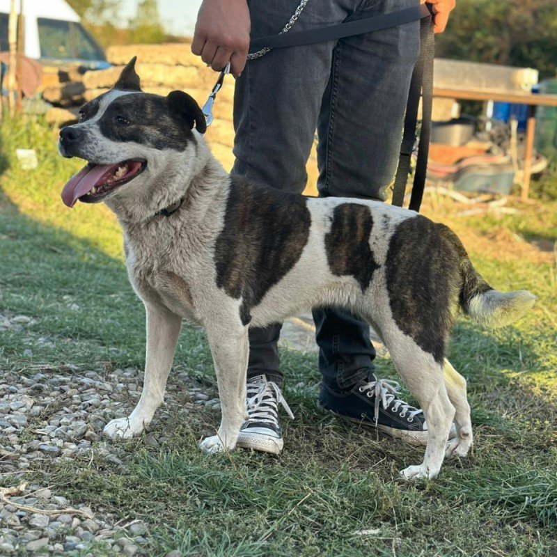 Ava