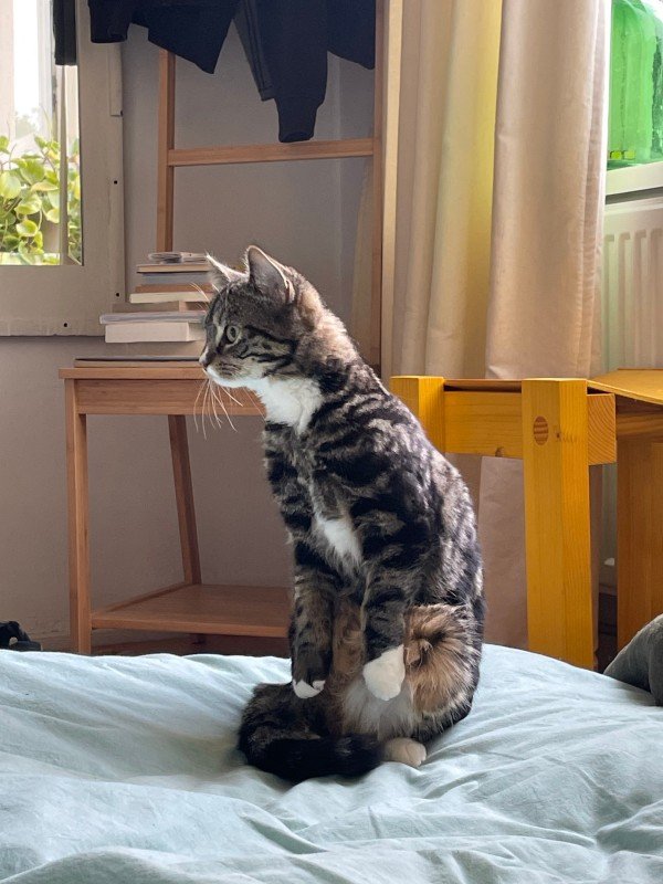 Mimi