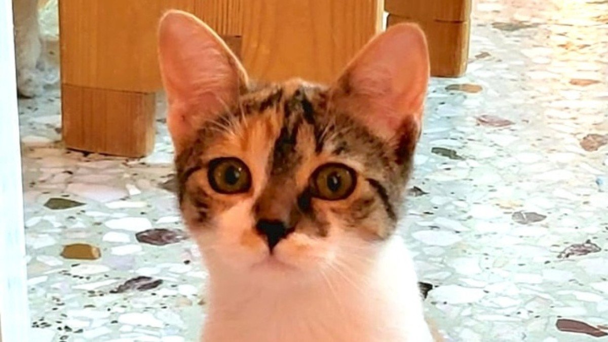 Alba