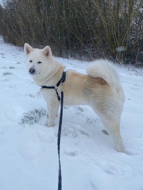Mala