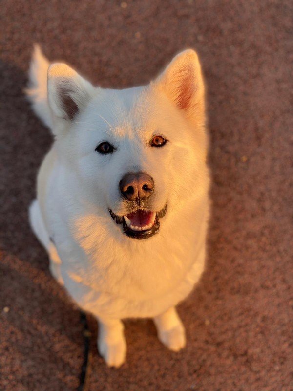 Mala