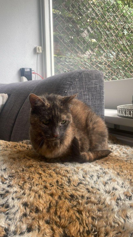 Sheva