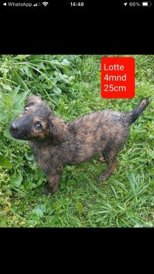 Lotte